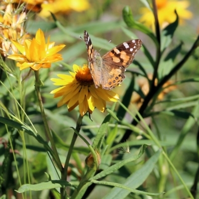 Vanessa kershawi (Australian Painted Lady) at Narrabarba, NSW - 21 Dec 2021 by KylieWaldon