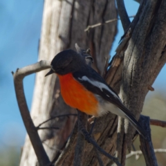 Petroica phoenicea (Flame Robin) at Cotter River, ACT - 21 Dec 2021 by DPRees125