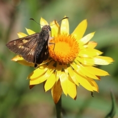 Hesperilla donnysa (Varied Sedge-skipper) at Narrabarba, NSW - 20 Dec 2021 by KylieWaldon