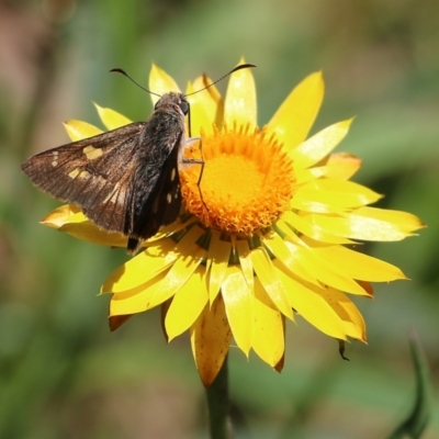 Hesperilla donnysa (Varied Sedge-skipper) at Narrabarba, NSW - 20 Dec 2021 by KylieWaldon