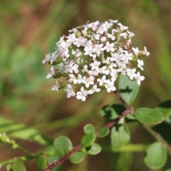 Platysace lanceolata (Shrubby Platysace) at Narrabarba, NSW - 20 Dec 2021 by KylieWaldon