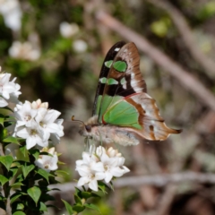 Graphium macleayanum (Macleay's Swallowtail) at Cotter River, ACT - 21 Dec 2021 by DPRees125