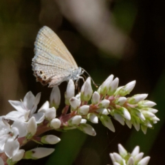 Nacaduba biocellata (Two-spotted Line-Blue) at Cotter River, ACT - 21 Dec 2021 by DPRees125