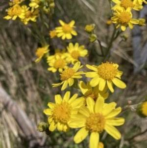 Senecio pinnatifolius var. alpinus at Adaminaby, NSW - 21 Dec 2021