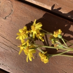 Senecio pinnatifolius var. alpinus at Adaminaby, NSW - 21 Dec 2021