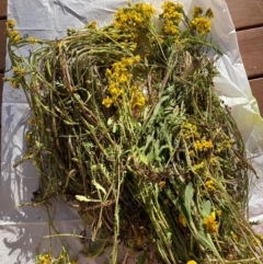 Senecio pinnatifolius var. alpinus at Adaminaby, NSW - 21 Dec 2021