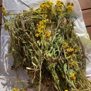 Senecio pinnatifolius var. alpinus at Adaminaby, NSW - 21 Dec 2021