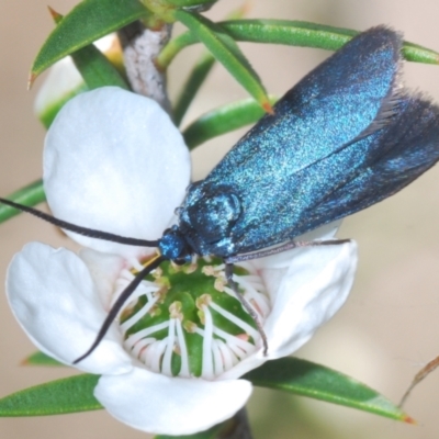 Pollanisus (genus) (A Forester Moth) at Paddys River, ACT - 20 Dec 2021 by Harrisi