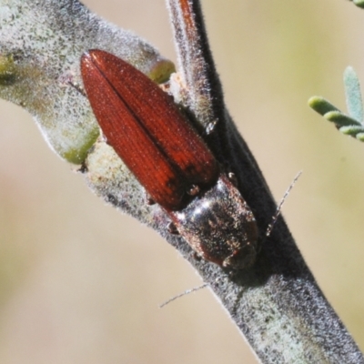 Elateridae (family) (Unidentified click beetle) at Gibraltar Pines - 20 Dec 2021 by Harrisi