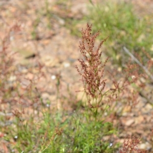 Rumex acetosella at Kowen, ACT - 29 Oct 2021 01:59 PM