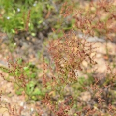 Rumex acetosella at Kowen, ACT - 29 Oct 2021