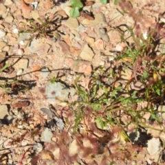 Rumex acetosella at Kowen, ACT - 29 Oct 2021