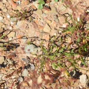 Rumex acetosella at Kowen, ACT - 29 Oct 2021 01:59 PM