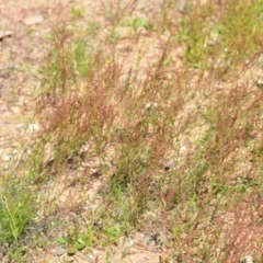 Rumex acetosella at Kowen, ACT - 29 Oct 2021 01:59 PM