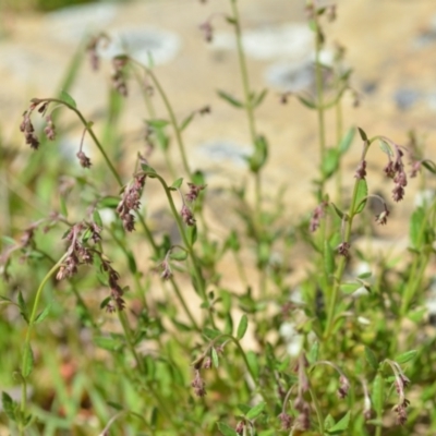 Gonocarpus tetragynus (Common Raspwort) at Kowen, ACT - 29 Oct 2021 by natureguy