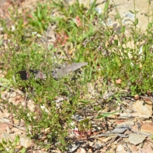 Gonocarpus tetragynus at Kowen, ACT - 29 Oct 2021