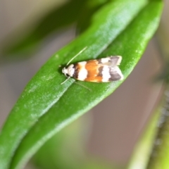 Catacometes phanozona (A Concealer moth) at Wamboin, NSW - 30 Oct 2021 by natureguy