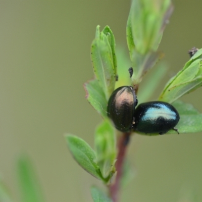 Chrysolina quadrigemina (Greater St Johns Wort beetle) at Wamboin, NSW - 2 Nov 2021 by natureguy