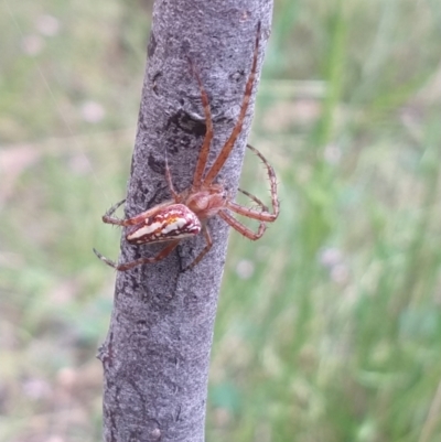 Plebs bradleyi (Enamelled spider) at Greenleigh, NSW - 23 Dec 2021 by LyndalT