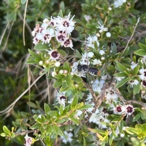 Megachile sp. (several subgenera) at Murrumbateman, NSW - 23 Dec 2021 04:46 PM