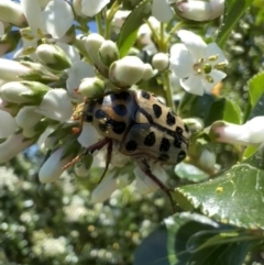 Neorrhina punctatum (Spotted flower chafer) at Murrumbateman, NSW - 23 Dec 2021 by SimoneC