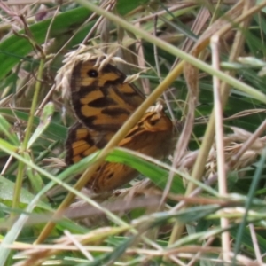 Heteronympha merope at Paddys River, ACT - 23 Dec 2021 02:16 PM