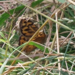 Heteronympha merope at Paddys River, ACT - 23 Dec 2021 02:16 PM