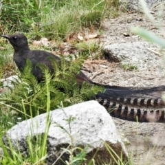 Menura novaehollandiae (Superb Lyrebird) at Tennent, ACT - 23 Dec 2021 by JohnBundock