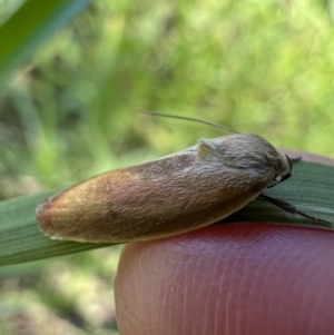 Ptyoptila matutinella at Murrumbateman, NSW - 23 Dec 2021 03:54 PM