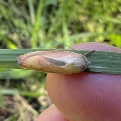 Ptyoptila matutinella at Murrumbateman, NSW - 23 Dec 2021