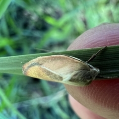 Ptyoptila matutinella at Murrumbateman, NSW - 23 Dec 2021