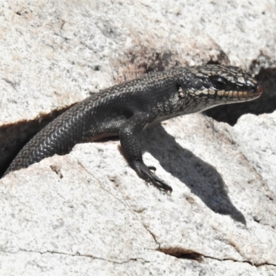 Egernia saxatilis (Black Rock Skink) at Tennent, ACT - 23 Dec 2021 by JohnBundock