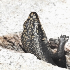 Egernia saxatilis at Tennent, ACT - 23 Dec 2021 12:30 PM