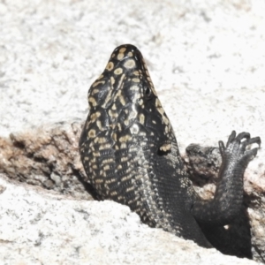 Egernia saxatilis at Tennent, ACT - 23 Dec 2021 12:30 PM