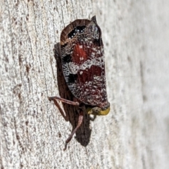 Platybrachys decemmacula (Green-faced gum hopper) at Hackett, ACT - 21 Dec 2021 by sbittinger