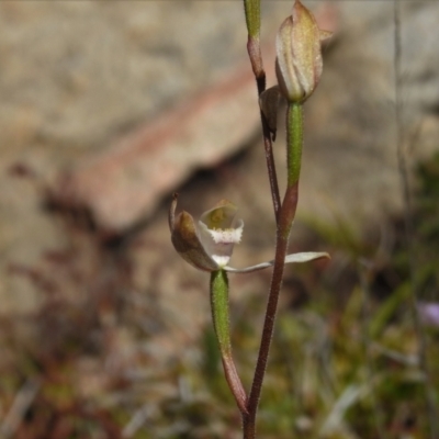 Caladenia moschata (Musky Caps) at Tennent, ACT - 23 Dec 2021 by JohnBundock