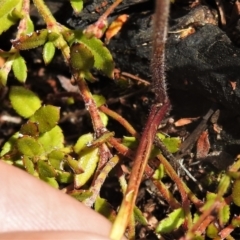 Caladenia moschata at Tennent, ACT - 23 Dec 2021