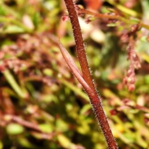 Caladenia moschata at Tennent, ACT - 23 Dec 2021