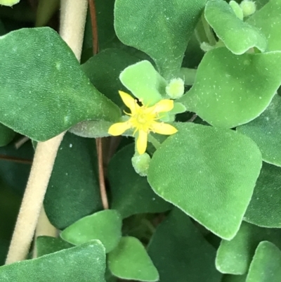 Tetragonia implexicoma (Bower Spinach) at Ventnor, VIC - 15 Dec 2021 by Tapirlord