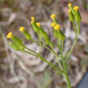 Senecio bathurstianus at Cook, ACT - 13 Dec 2021