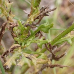 Senecio bathurstianus at Cook, ACT - 13 Dec 2021