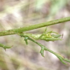 Senecio bathurstianus at Cook, ACT - 13 Dec 2021