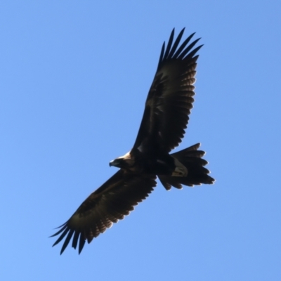 Aquila audax (Wedge-tailed Eagle) at Stony Creek - 21 Dec 2021 by jbromilow50