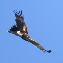 Aquila audax at Coree, ACT - 21 Dec 2021