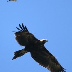 Aquila audax at Coree, ACT - 21 Dec 2021