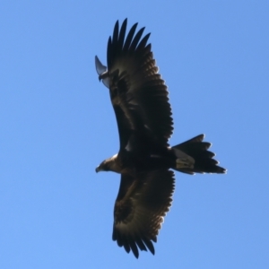 Aquila audax at Coree, ACT - 21 Dec 2021