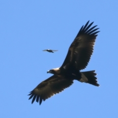 Aquila audax at Coree, ACT - 21 Dec 2021