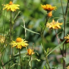 Xerochrysum bracteatum (Golden Everlasting) at Narrabarba, NSW - 20 Dec 2021 by KylieWaldon