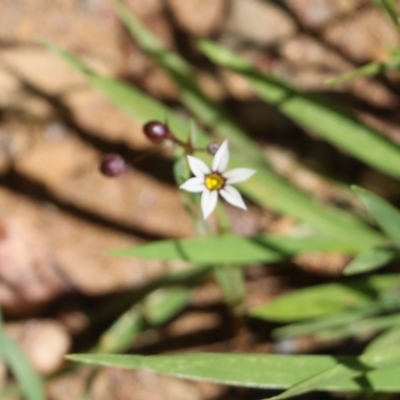 Sisyrinchium rosulatum (Scourweed) at Narrabarba, NSW - 20 Dec 2021 by KylieWaldon