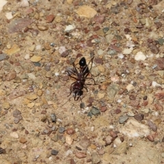 Unidentified Ant (Hymenoptera, Formicidae) at Narrabarba, NSW - 20 Dec 2021 by KylieWaldon